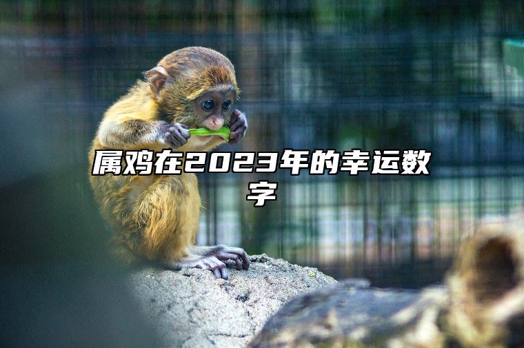 属鸡在2023年的幸运数字 2和8寓意有贵人相助