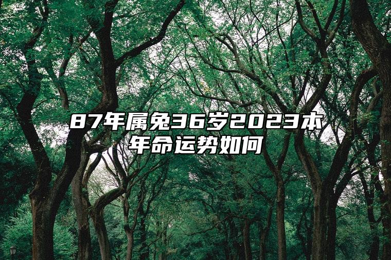 87年属兔36岁有一灾怎么破解 87年属兔36岁2023本年命运势如何