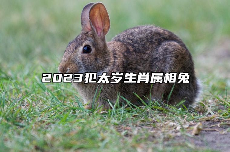 2023犯太岁生肖属相兔 属兔人化解太岁方法