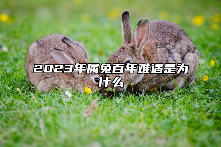 2023年属兔百年难遇是为什么 曾仕强谈最好的属相