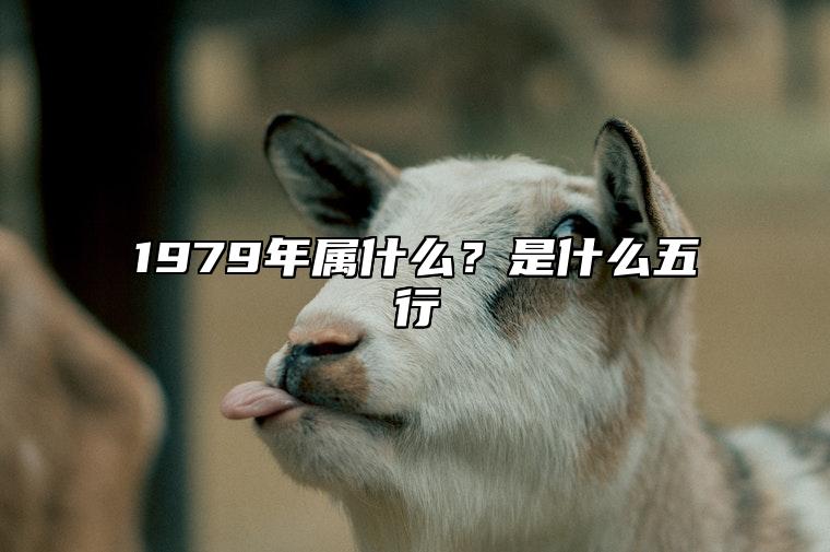 1979年属什么？是什么五行 1979年五行是属什么的