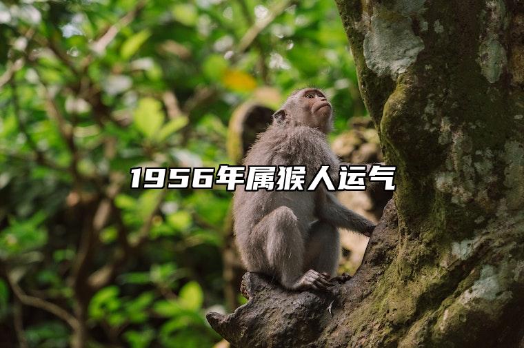1956年属猴人运气 1956年出生的属猴人晚年命运