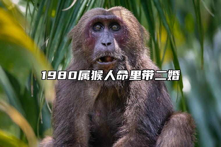 1980属猴人命里带二婚 1968年属猴人是什么命婚配