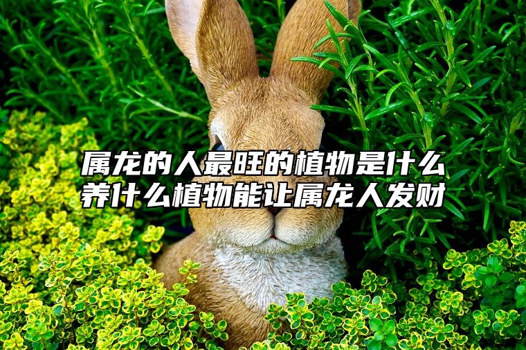 属龙的人最旺的植物是什么？养什么植物能让属龙人发财？