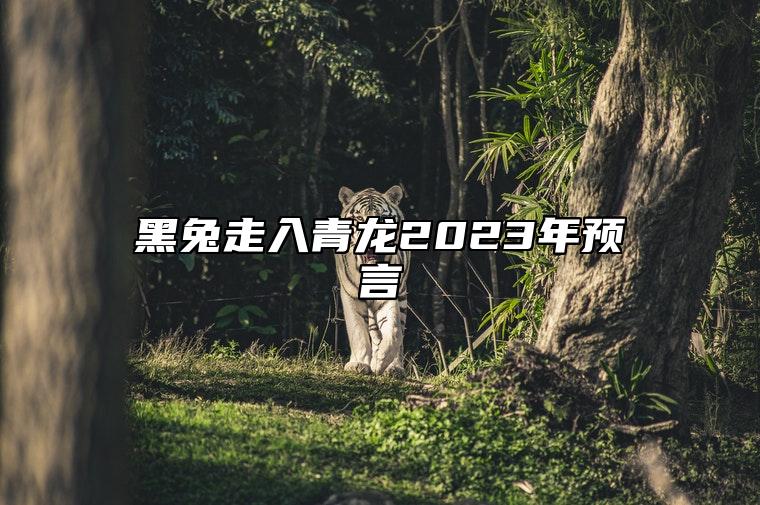 黑兔走入青龙2023年预言 2023年为什么是黑兔年