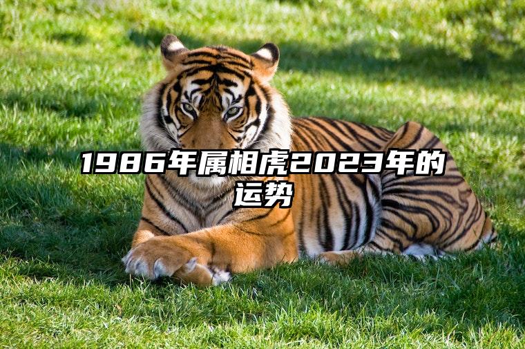 1986年屬相虎2023年的運勢 1986年屬虎人2023