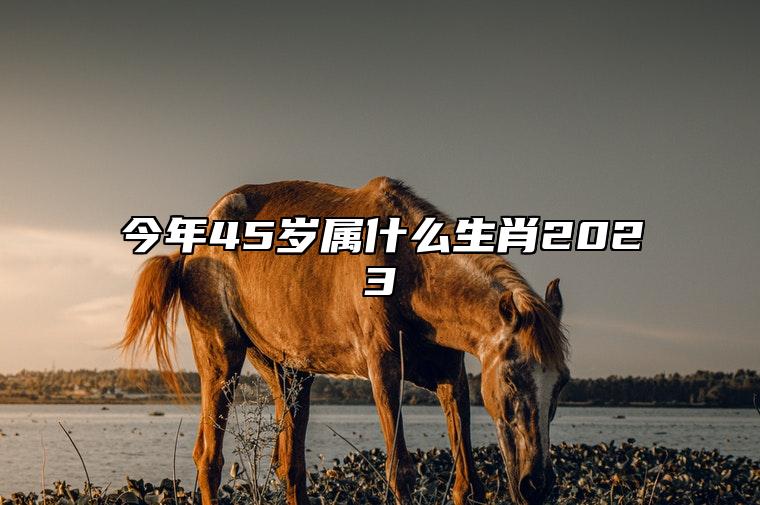 今年45歲屬什麼生肖2023 今年的總體運勢好嗎