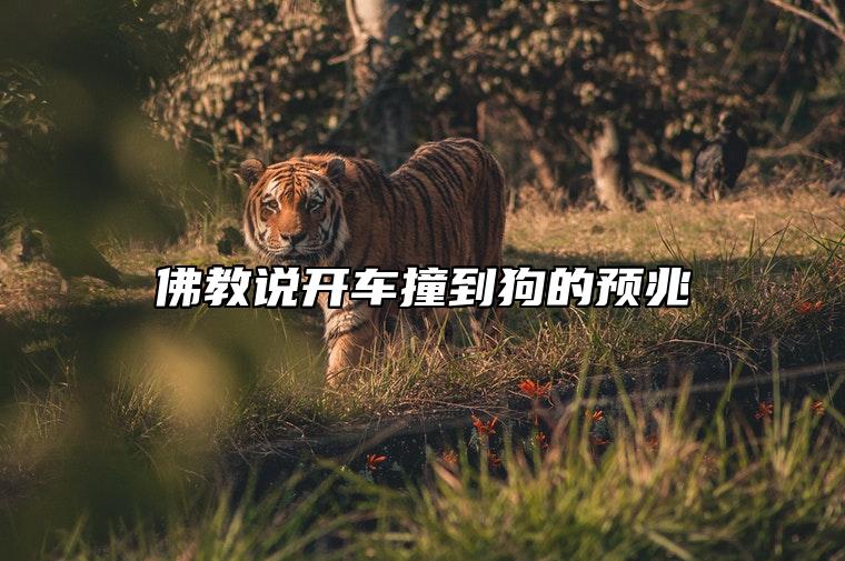 佛教说开车撞到狗的预兆 车撞到狗有什么吉凶忌讳