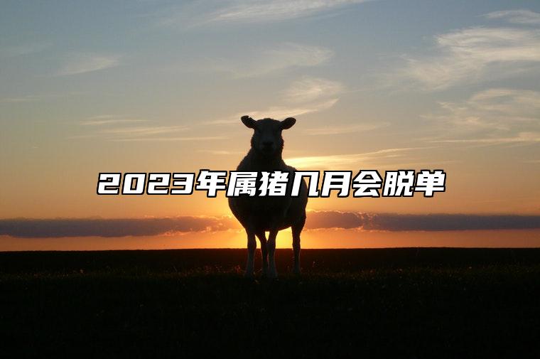 2023年属猪几月会脱单 五月爱情运势旺盛