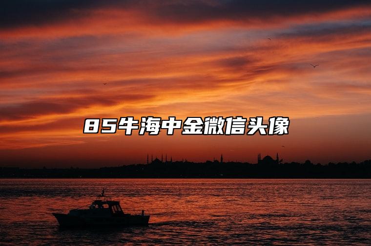 85牛海中金微信头像 85牛适合养什么植物