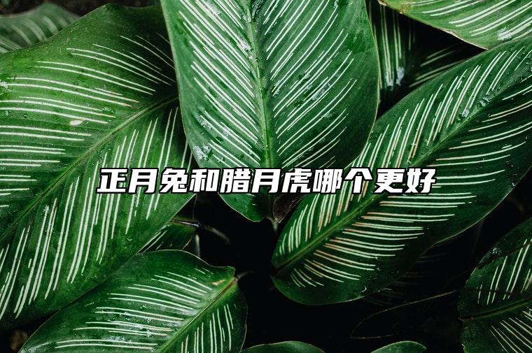 正月兔和腊月虎哪个更好 腊月的虎好还是正月的兔好