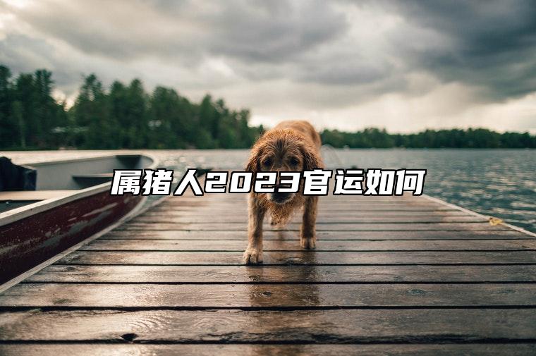 属猪人2023官运如何 生肖猪2023官运衰月份