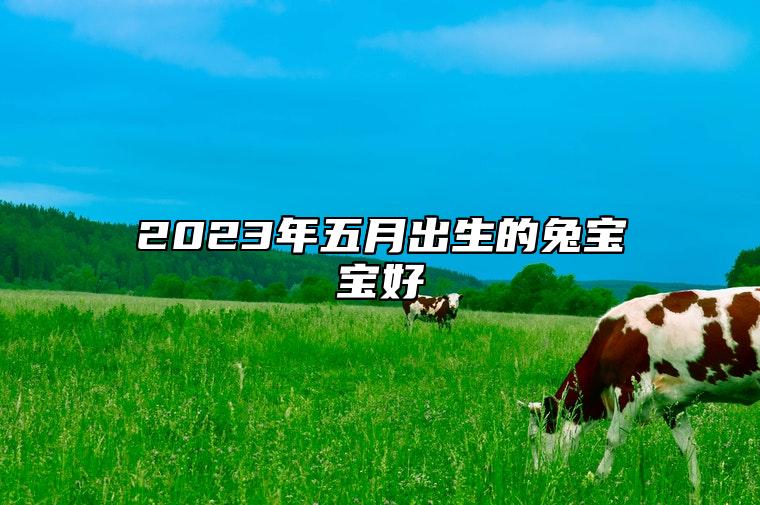 2023年五月出生的兔宝宝好 还是六月生的兔宝宝好