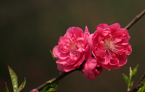 桃花劫是什么意思是好是坏