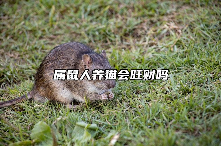 属鼠人养猫会旺财吗 属鼠的人适合养猫吗？