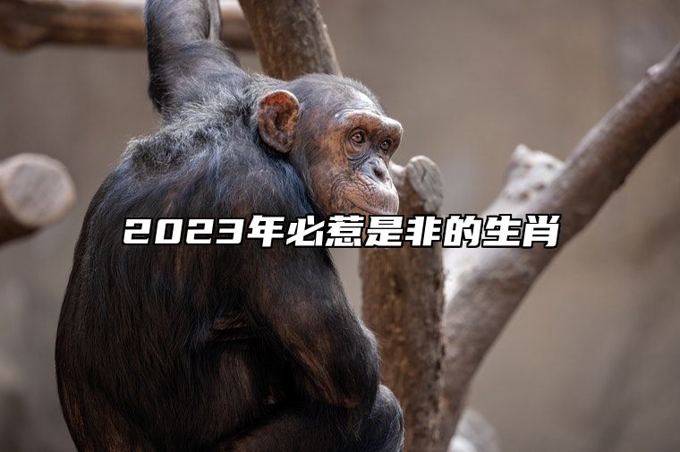 2023年必惹是非的生肖 2023年哪些生肖会招惹是非