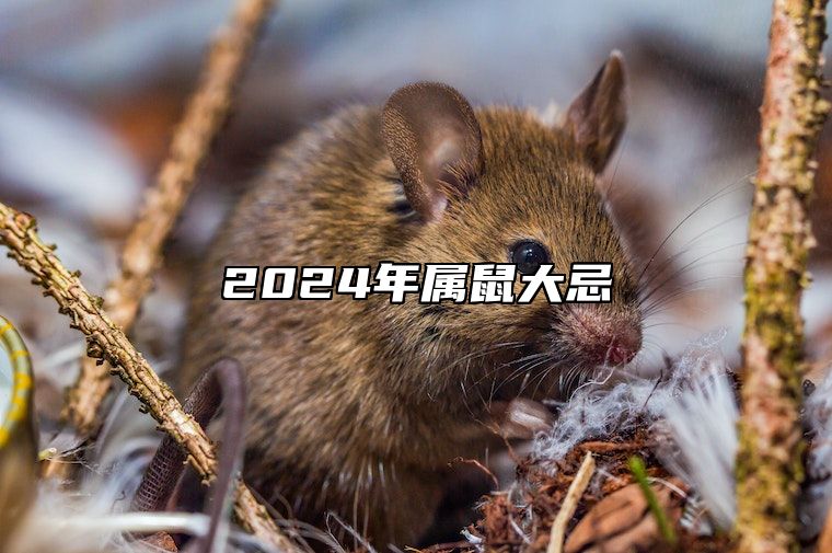 2024年属鼠大忌 2024年属鼠犯太岁吗