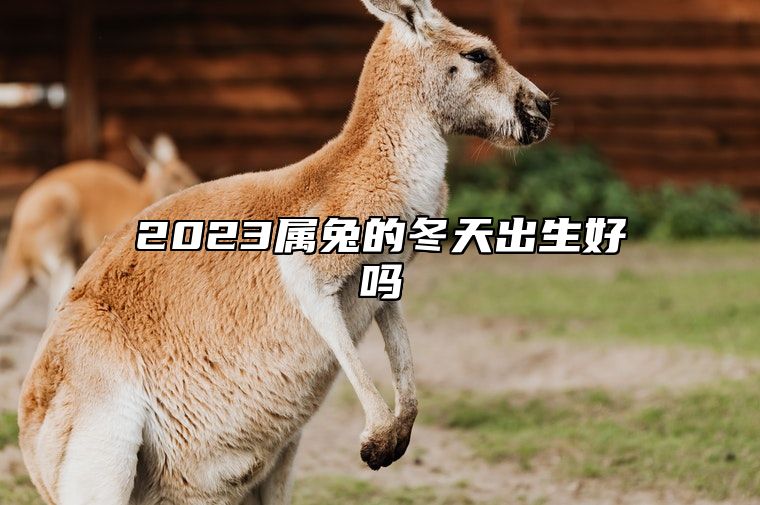 2023属兔的冬天出生好吗 属兔人2023年冬天好吗