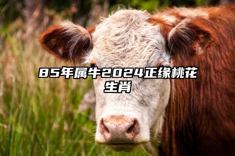 85年属牛2024正缘桃花生肖 