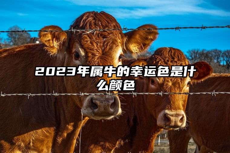 2023年属牛的幸运色是什么颜色 属牛在兔年穿什么颜色的衣服好