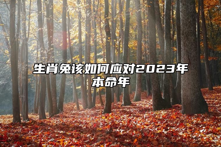 生肖兔该如何应对2023年本命年 整体运势