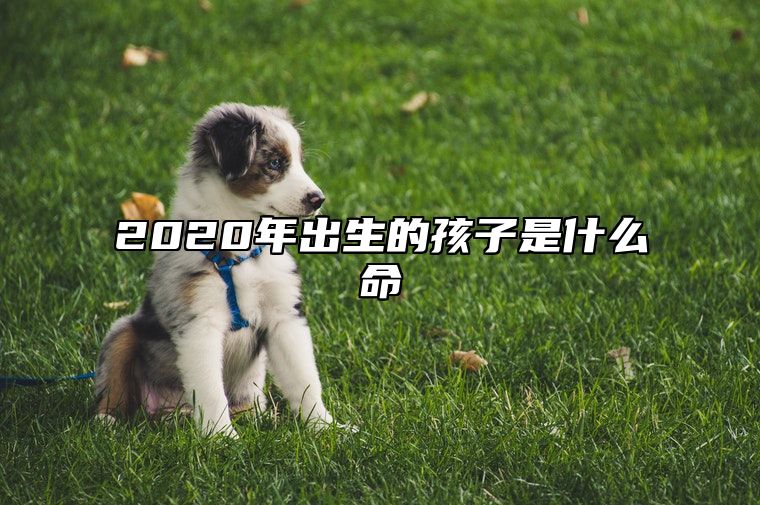 2020年出生的孩子是什么命 2020年属鼠的是什么命