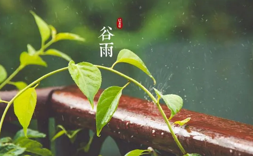 谷雨节气的民间风俗