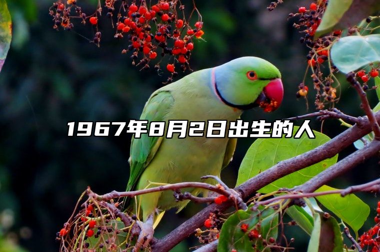 1967年8月2日出生的人生辰八字运势、婚姻、事业分析