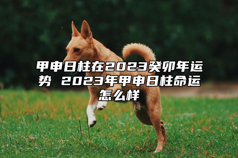 甲申日柱在2023癸卯年运势 2023年甲申日柱命运怎么样