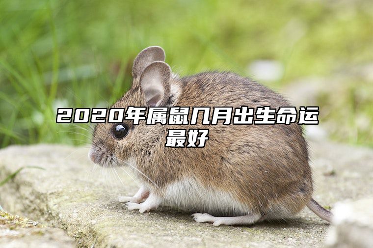 2020年属鼠几月出生命运最好