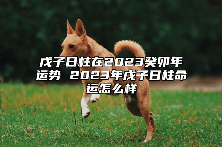 戊子日柱在2023癸卯年运势 2023年戊子日柱命运怎么样