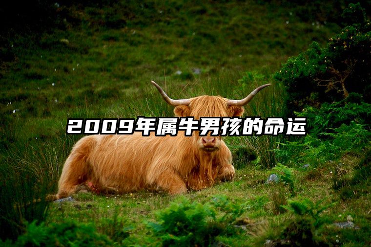 2009年属牛男孩的命运 2009年属牛男孩的命运2025