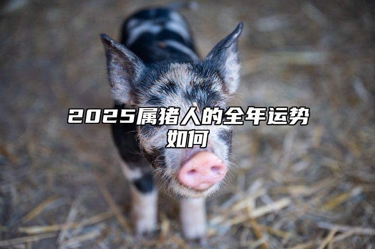 2025属猪人的全年运势如何