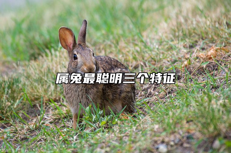 属兔最聪明三个特征 属兔最聪明三个特征图片