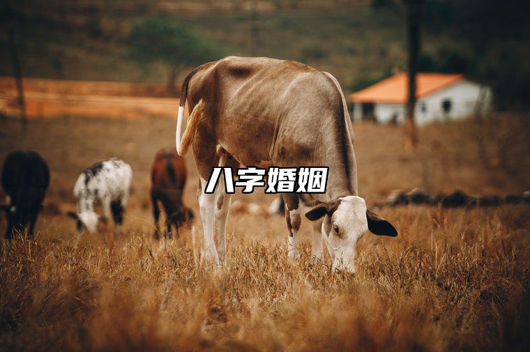 八字看爱情运势怎么样？