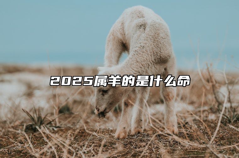 2025属羊的是什么命 