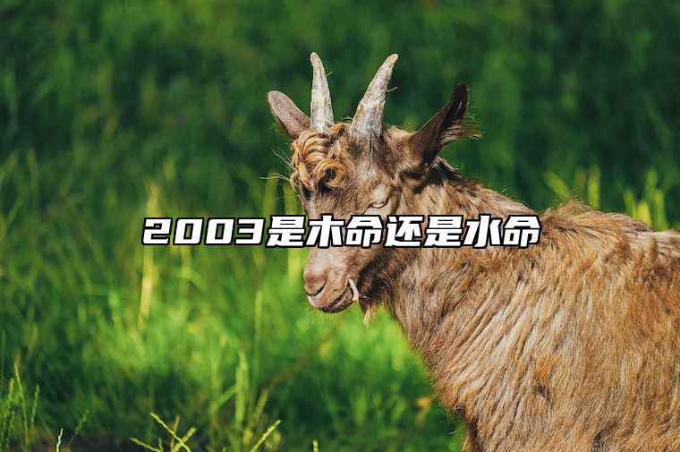 2003是木命还是水命 2003年属木还是属水还是属金