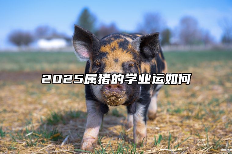 2025属猪的学业运如何 属猪2025年