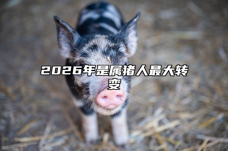 2026年是属猪人最大转变 2026年生肖猪运势