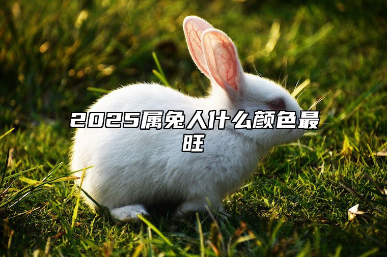 2025属兔人什么颜色最旺 属兔2025年