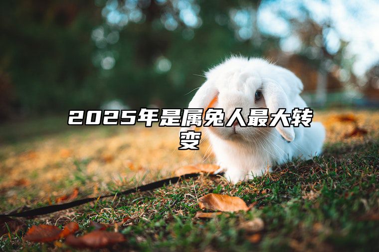 2025年是属兔人最大转变 2025年兔年运势及运程