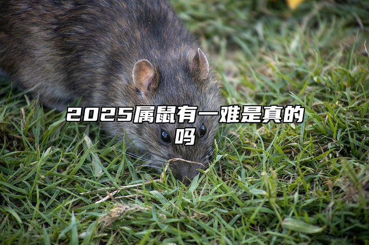 2025属鼠有一难是真的吗