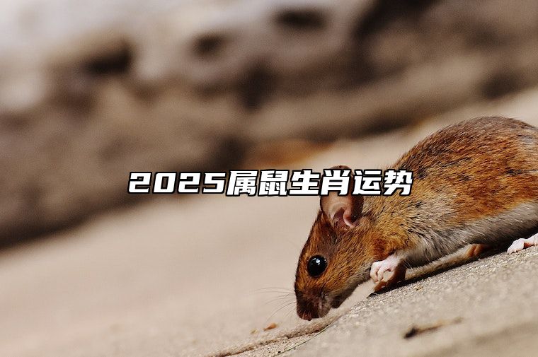 2025属鼠生肖运势 2025年属鼠人运势