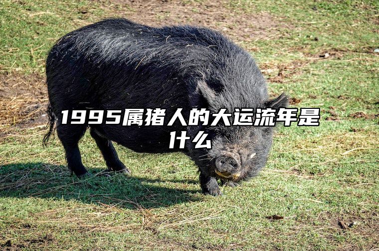 1995属猪人的大运流年是什么 属猪人跟谁一起财运好