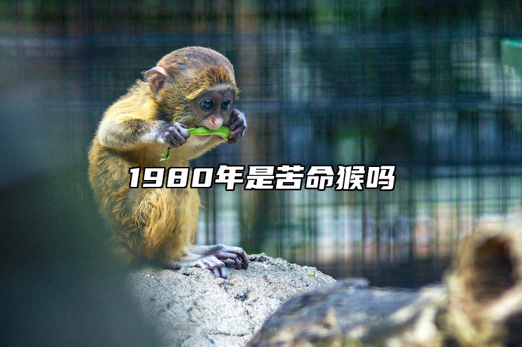 1980年是苦命猴吗 80猴43岁后几年大运