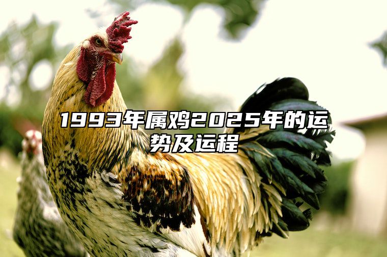 1993年属鸡2025年的运势及运程 1993年属鸡2025年的运势及运程男