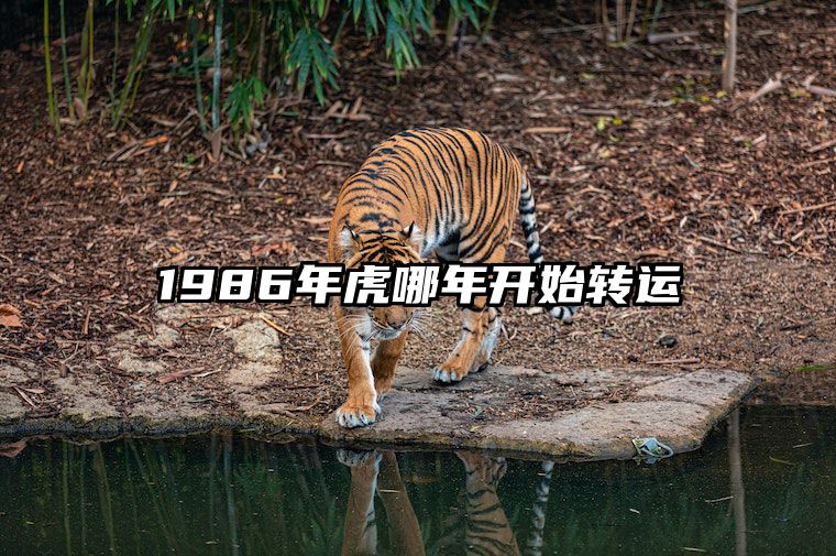 1986年虎哪年开始转运 1986年虎2024年运势