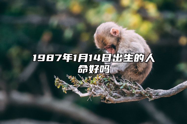 1987年1月14日出生的人命好吗 事业财运_发展_婚姻详解