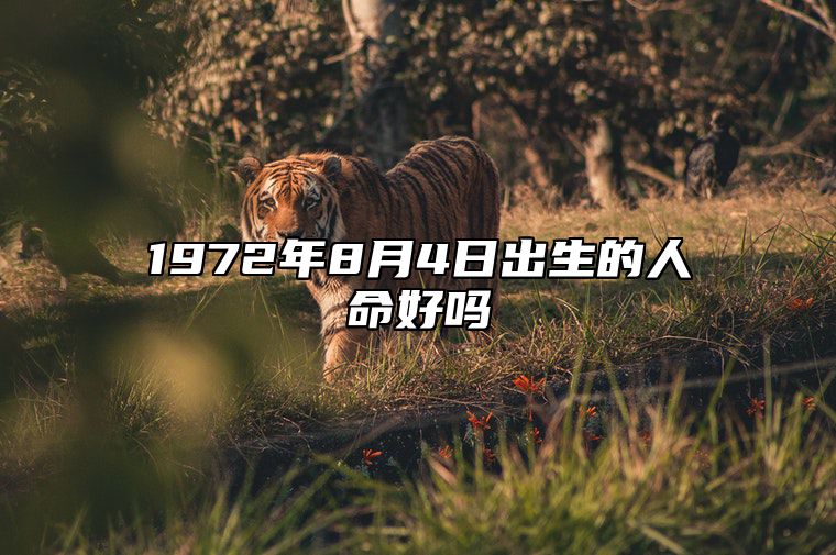 1972年8月4日出生的人命好吗 生辰八字五行解析