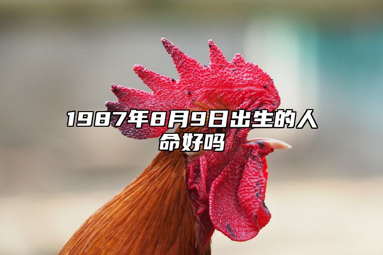 1987年8月9日出生的人命好吗 生辰八字、事业财运解析